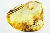 Fossil Soft-Winged Flower Beetle Larva & Fly in Baltic Amber #328157-1